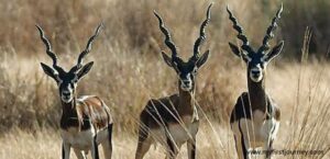 KANHA NATIONAL PARK