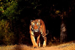 KANHA NATIONAL PARK