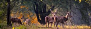 kanha national park